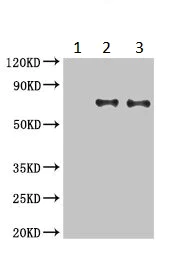 Immunoprecipitation - Anti-NEDD1 antibody (AB230201)