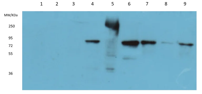 Western blot - Anti-NEDD1 antibody (AB230201)