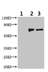 Immunoprecipitation - Anti-NEDD1 antibody (AB230254)