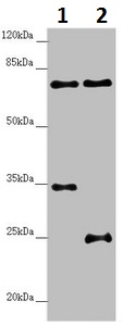 Western blot - Anti-NEDD1 antibody (AB230254)