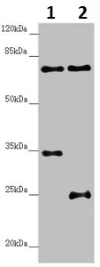 Western blot - Anti-NEDD1 antibody (AB230254)