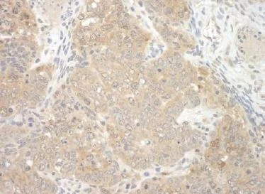 Immunohistochemistry (Formalin/PFA-fixed paraffin-embedded sections) - Anti-NEDD4-2 antibody (AB124643)