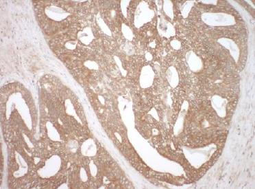 Immunohistochemistry (Formalin/PFA-fixed paraffin-embedded sections) - Anti-NEDD4-2 antibody (AB124643)
