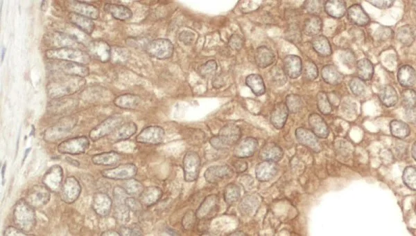 Immunohistochemistry (Formalin/PFA-fixed paraffin-embedded sections) - Anti-NEDD4-2 antibody (AB240753)