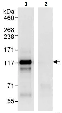 Immunoprecipitation - Anti-NEDD4-2 antibody (AB240753)