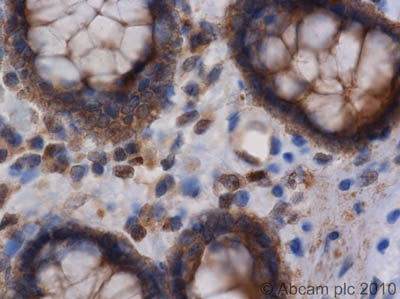Immunohistochemistry (Formalin/PFA-fixed paraffin-embedded sections) - Anti-NEDD4-2 antibody (AB46521)