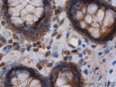 Immunohistochemistry (Formalin/PFA-fixed paraffin-embedded sections) - Anti-NEDD4-2 antibody (AB46521)