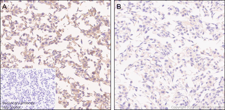 Immunohistochemistry (Formalin/PFA-fixed paraffin-embedded sections) - Anti-NEDD4-2 antibody [EPR29028-16] (AB324872)