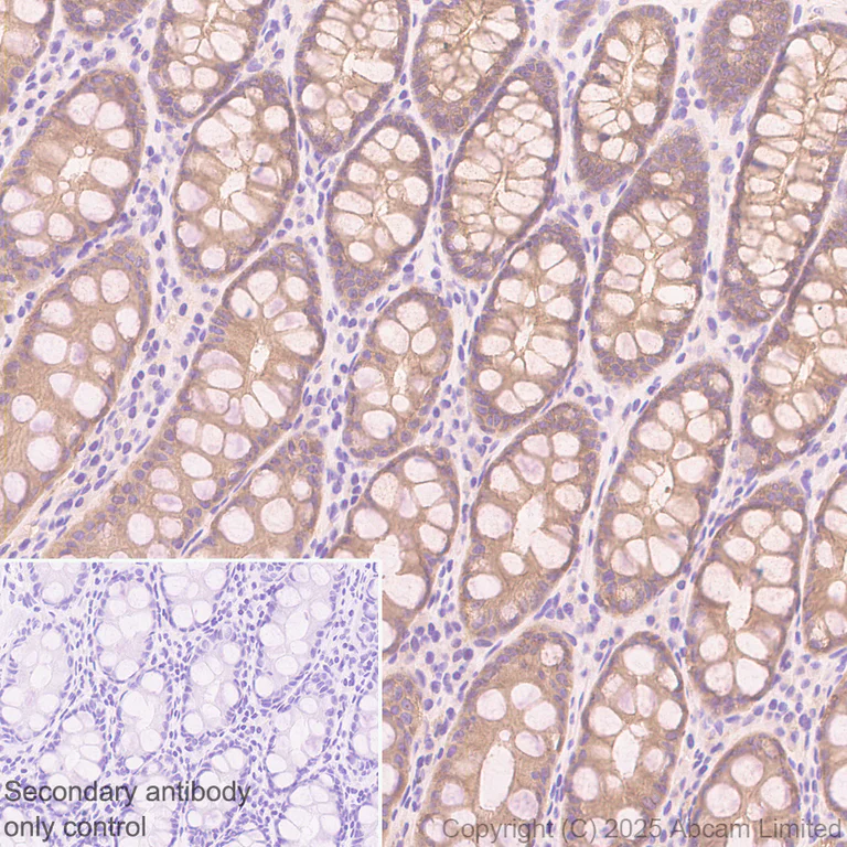Immunohistochemistry (Formalin/PFA-fixed paraffin-embedded sections) - Anti-NEDD4-2 antibody [EPR29028-16] - BSA and Azide free (AB324881)
