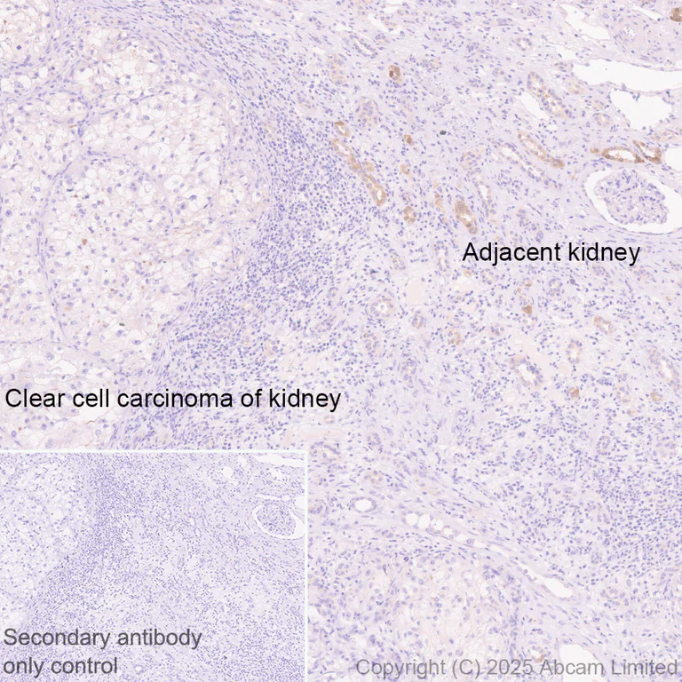 Immunohistochemistry (Formalin/PFA-fixed paraffin-embedded sections) - Anti-NEDD4-2 antibody [EPR29028-16] - BSA and Azide free (AB324881)