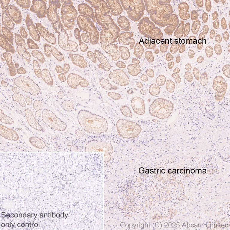 Immunohistochemistry (Formalin/PFA-fixed paraffin-embedded sections) - Anti-NEDD4-2 antibody [EPR29028-16] - BSA and Azide free (AB324881)
