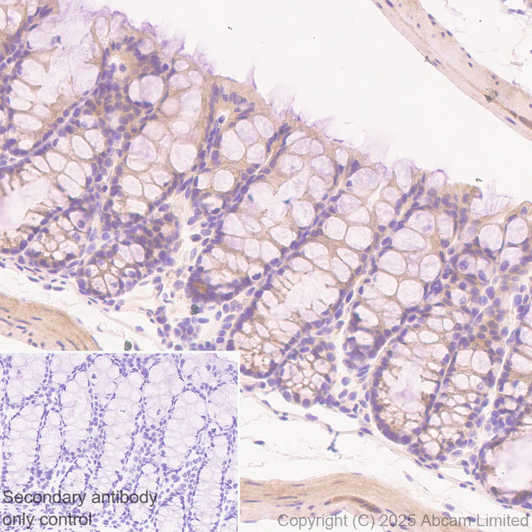 Immunohistochemistry (Formalin/PFA-fixed paraffin-embedded sections) - Anti-NEDD4-2 antibody [EPR29028-16] - BSA and Azide free (AB324881)