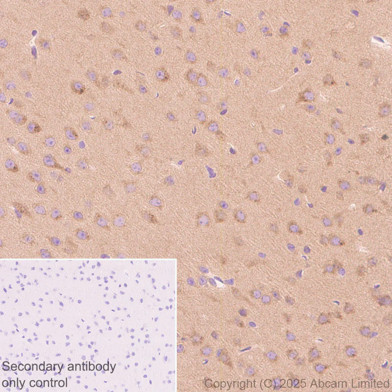 Immunohistochemistry (Formalin/PFA-fixed paraffin-embedded sections) - Anti-NEDD4-2 antibody [EPR29028-16] - BSA and Azide free (AB324881)
