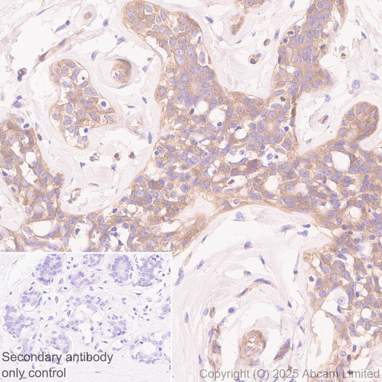 Immunohistochemistry (Formalin/PFA-fixed paraffin-embedded sections) - Anti-NEDD4 antibody [EPR30127-570] (AB324563)