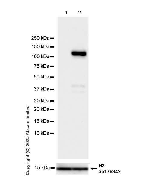 Western blot - Anti-NEDD4 antibody [EPR30127-570] (AB324563)