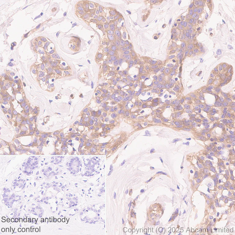 Immunohistochemistry (Formalin/PFA-fixed paraffin-embedded sections) - Anti-NEDD4 antibody [EPR30127-570] - BSA and Azide free (AB326593)