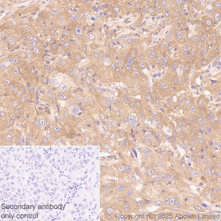 Immunohistochemistry (Formalin/PFA-fixed paraffin-embedded sections) - Anti-NEDD4 antibody [EPR30127-570] - BSA and Azide free (AB326593)