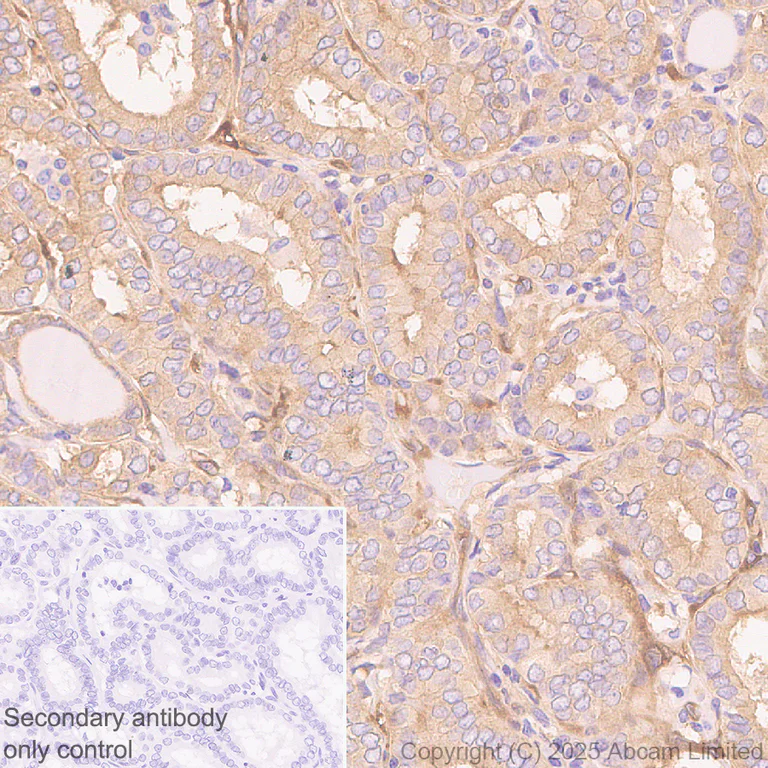Immunohistochemistry (Formalin/PFA-fixed paraffin-embedded sections) - Anti-NEDD4 antibody [EPR30127-570] - BSA and Azide free (AB326593)