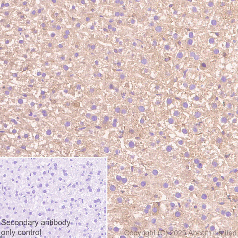 Immunohistochemistry (Formalin/PFA-fixed paraffin-embedded sections) - Anti-NEDD4 antibody [EPR30127-570] - BSA and Azide free (AB326593)