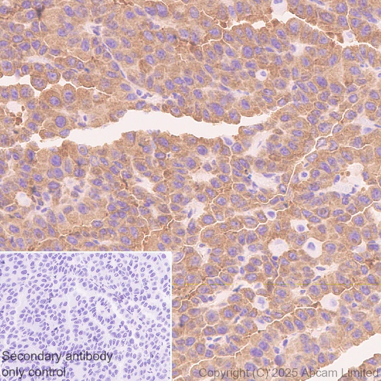 Immunohistochemistry (Formalin/PFA-fixed paraffin-embedded sections) - Anti-NEDD4 antibody [EPR30127-570] - BSA and Azide free (AB326593)