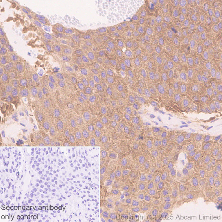 Immunohistochemistry (Formalin/PFA-fixed paraffin-embedded sections) - Anti-NEDD4 antibody [EPR30127-570] - BSA and Azide free (AB326593)