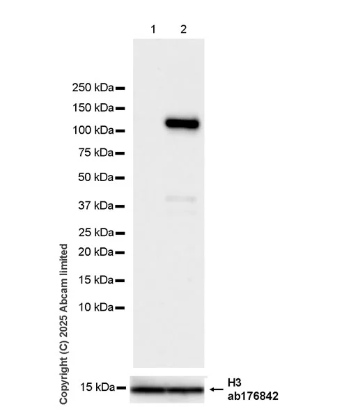 Western blot - Anti-NEDD4 antibody [EPR30127-570] - BSA and Azide free (AB326593)