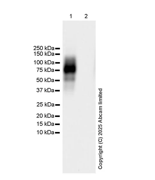 Western blot - Anti-NEDD4 antibody [EPR30127-570] - BSA and Azide free (AB326593)