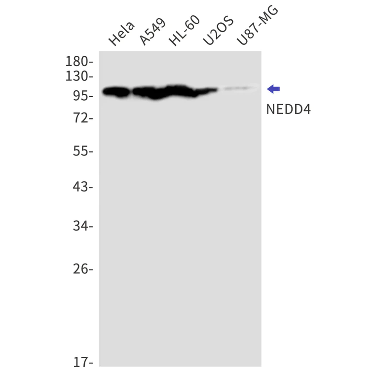 Western blot - Anti-NEDD4 Antibody [S06-7C3] (AB317414)