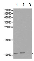 Western blot - Anti-NEDD8 antibody (AB194582)