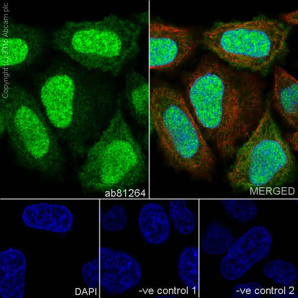 Immunocytochemistry/ Immunofluorescence - Anti-NEDD8 antibody [Y297] (AB81264)