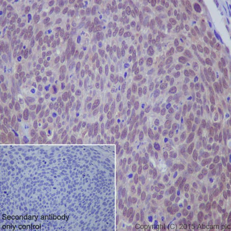 Immunohistochemistry (Formalin/PFA-fixed paraffin-embedded sections) - Anti-NEDD8 antibody [Y297] (AB81264)