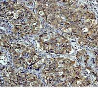 Immunohistochemistry (Formalin/PFA-fixed paraffin-embedded sections) - Anti-NEDD8 antibody [Y297] (AB81264)