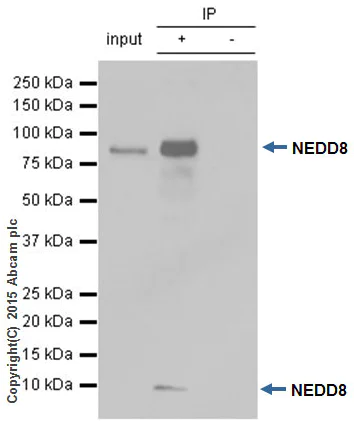 Immunoprecipitation - Anti-NEDD8 antibody [Y297] (AB81264)