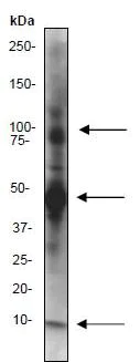 Immunoprecipitation - Anti-NEDD8 antibody [Y297] (AB81264)