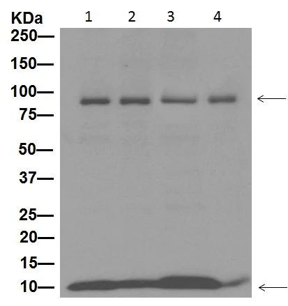 Western blot - Anti-NEDD8 antibody [Y297] (AB81264)