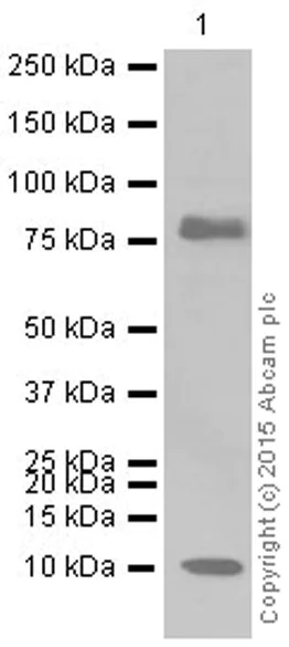Western blot - Anti-NEDD8 antibody [Y297] (AB81264)