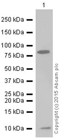 Western blot - Anti-NEDD8 antibody [Y297] (AB81264)