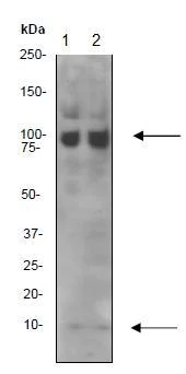 Western blot - Anti-NEDD8 antibody [Y297] (AB81264)