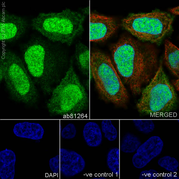 Immunocytochemistry/ Immunofluorescence - Anti-NEDD8 antibody [Y297] - BSA and Azide free (AB220816)