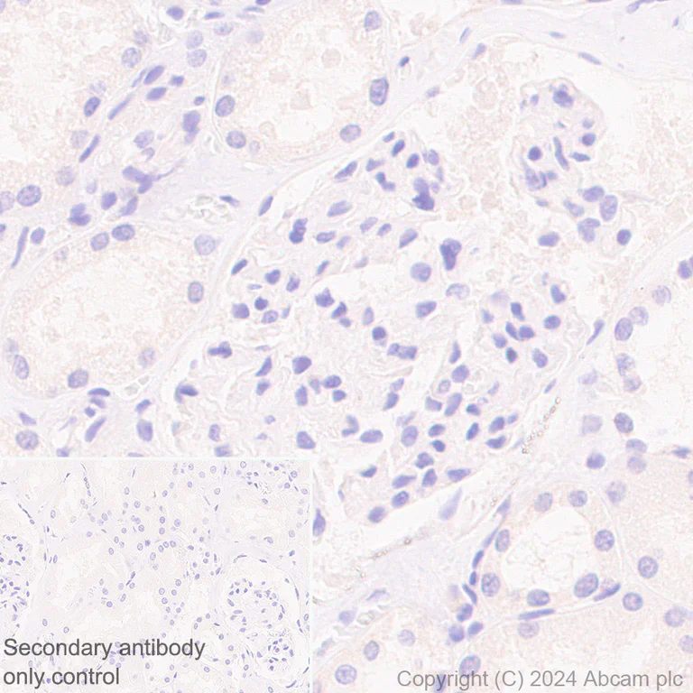 Immunohistochemistry (Formalin/PFA-fixed paraffin-embedded sections) - Anti-NEFH antibody [EPR20020] - Chicken IgY (Chimeric) - BSA and Azide free (AB317043)