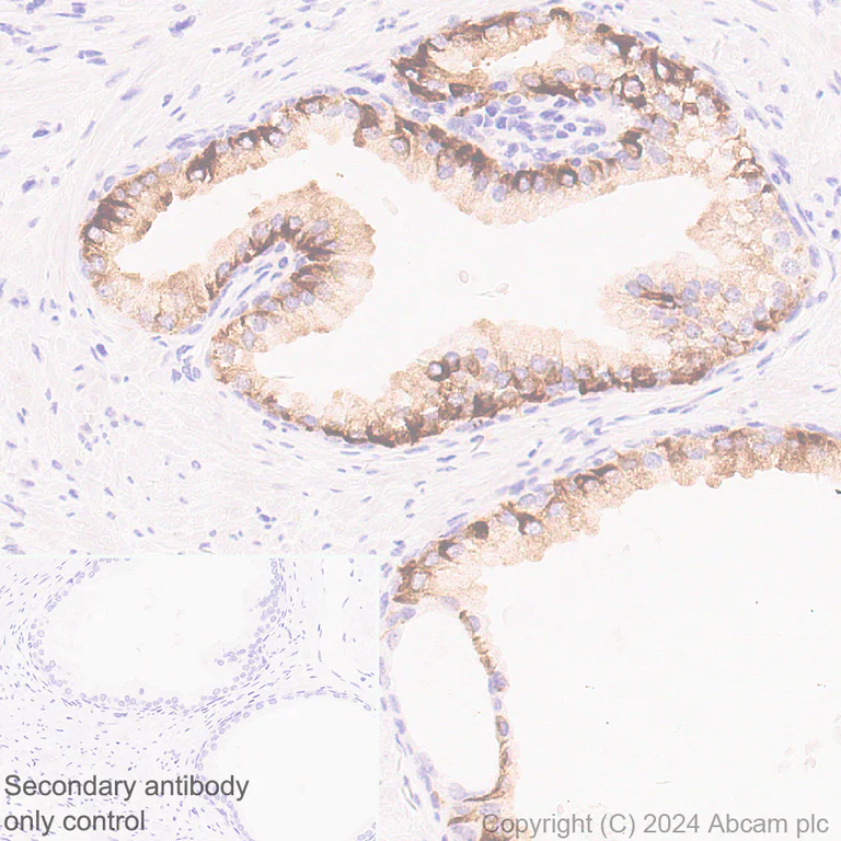 Immunohistochemistry (Formalin/PFA-fixed paraffin-embedded sections) - Anti-NEFH antibody [EPR20020] - Neuronal Marker - Chicken IgY (Chimeric) (AB317042)
