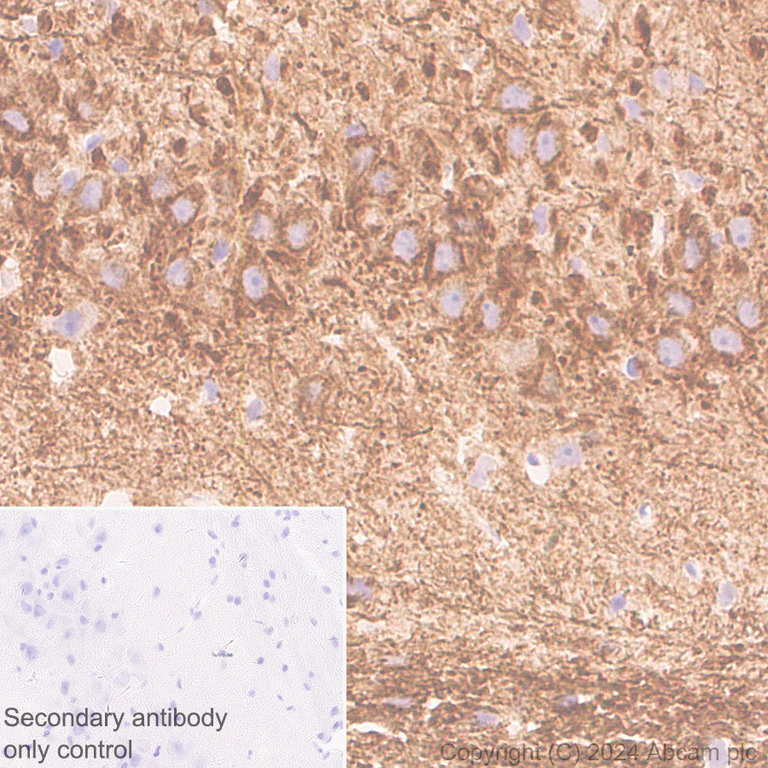 Immunohistochemistry (Formalin/PFA-fixed paraffin-embedded sections) - Anti-NEFH antibody [EPR20020] - Neuronal Marker - Chicken IgY (Chimeric) (AB317042)