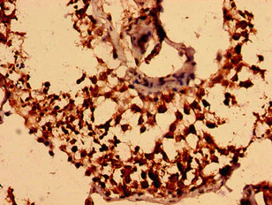 Immunohistochemistry (Formalin/PFA-fixed paraffin-embedded sections) - Anti-NEGR1 antibody (AB237798)