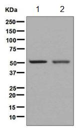 Western blot - Anti-NEGR1 antibody [EPR8713] (AB133676), expandable thumbnail