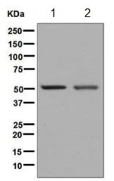 Western blot - Anti-NEGR1 antibody [EPR8713] - BSA and Azide free (AB248609)