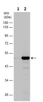 Western blot - Anti-NEIL1 antibody (AB229276)