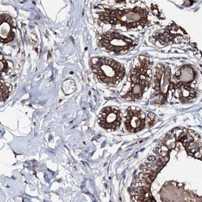 Immunohistochemistry (Formalin/PFA-fixed paraffin-embedded sections) - Anti-NEK1 antibody (AB186519)
