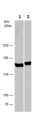 Western blot - Anti-NEK1 antibody (AB229489)