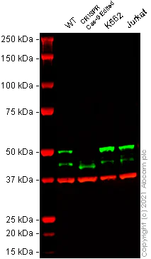 Western blot - Anti-NEK2 antibody [20/NEK2] (AB279717)