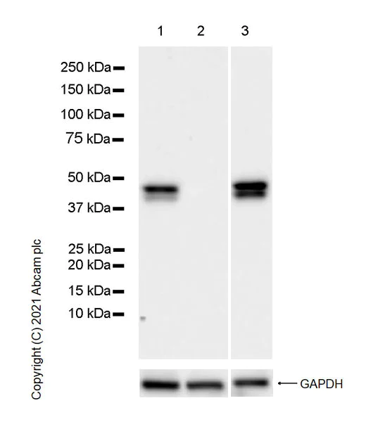 Western blot - Anti-NEK2 antibody [20/NEK2] (AB279717)